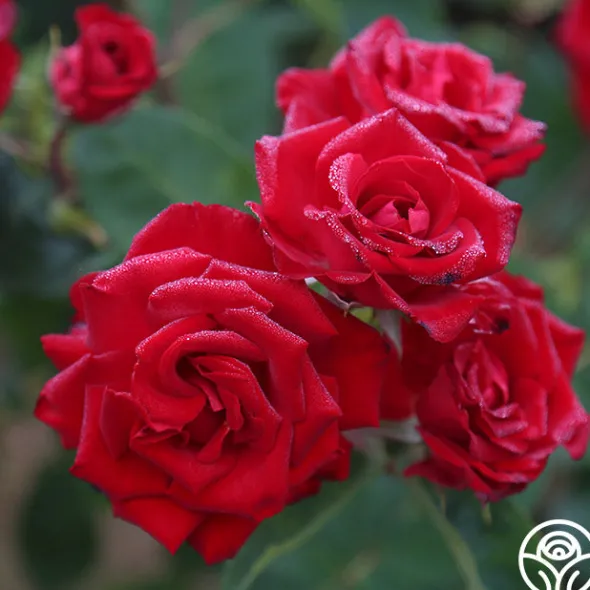 Heirloom Roses Lady In Red™ Online
