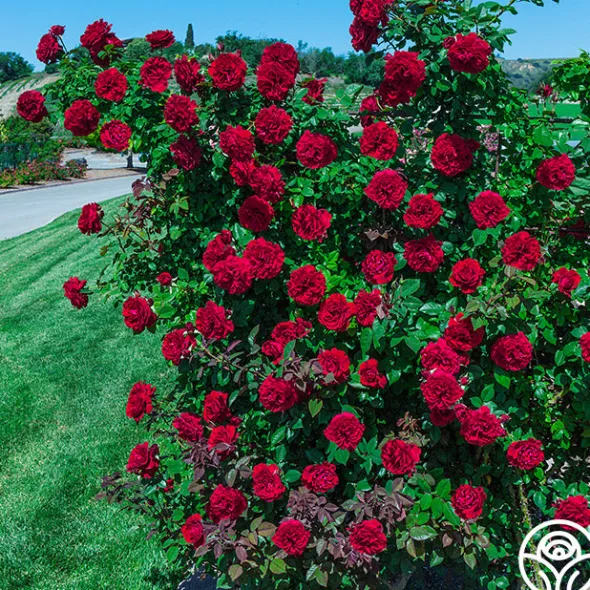 Heirloom Roses Lady In Red™ Online