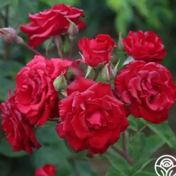 Heirloom Roses Lady In Red™ Online
