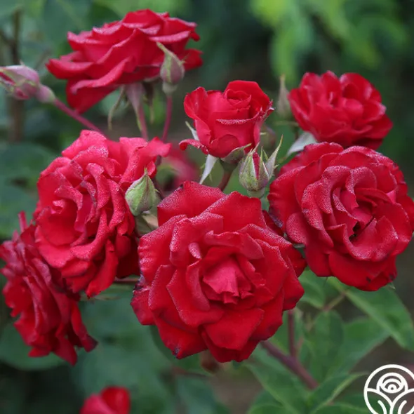 Heirloom Roses Lady In Red™ Online
