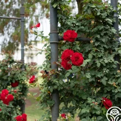 Heirloom Roses Lady In Red™ Online