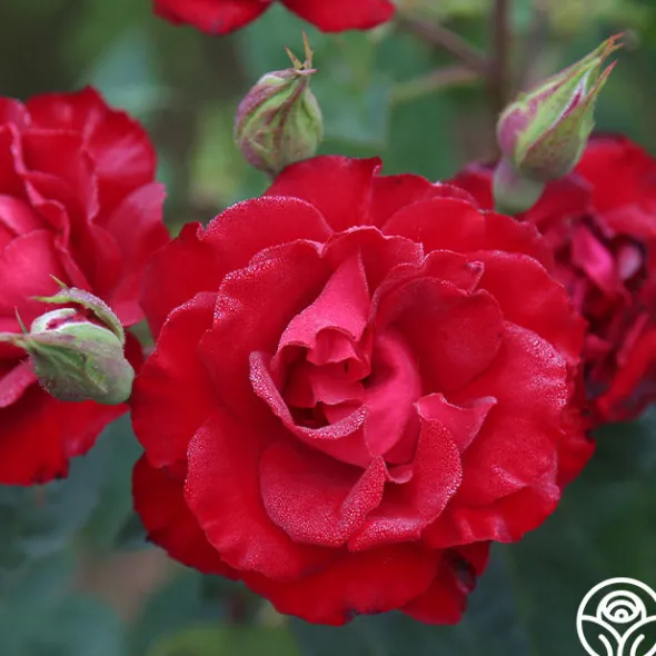 Heirloom Roses Lady In Red™ Online