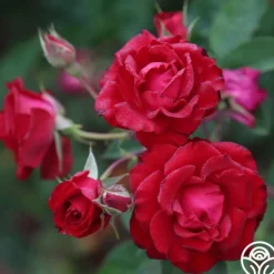 Heirloom Roses Lady In Red™ Online