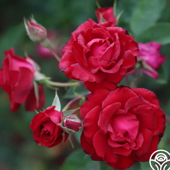 Heirloom Roses Lady In Red™ Online