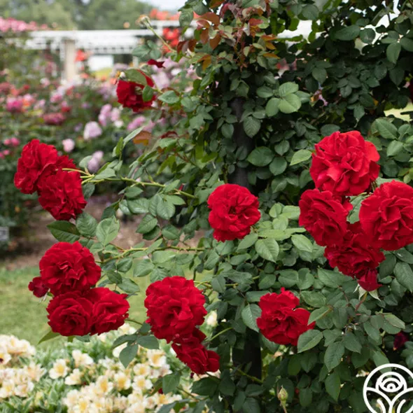 Heirloom Roses Lady In Red™ Online