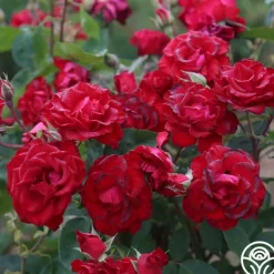 Heirloom Roses Lady In Red™ Online