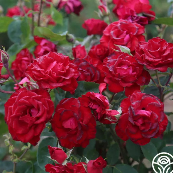 Heirloom Roses Lady In Red™ Online