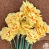 Heirloom Roses Lady Jane Best