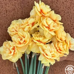 Heirloom Roses Lady Jane Best