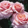 Heirloom Roses Lady Jane Grey™ Clearance