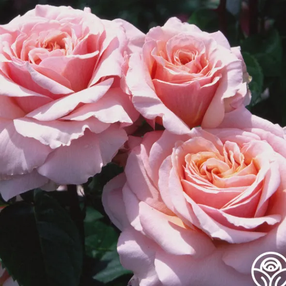 Heirloom Roses Lady Jane Grey™ Clearance