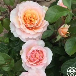 Heirloom Roses Lady Jane Grey™ Clearance
