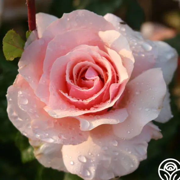 Heirloom Roses Lady Jane Grey™ Clearance