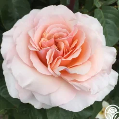 Heirloom Roses Lady Jane Grey™ Clearance
