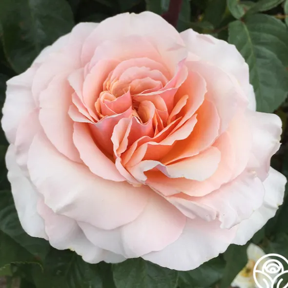 Heirloom Roses Lady Jane Grey™ Clearance