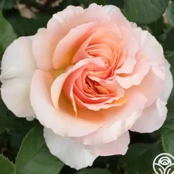 Heirloom Roses Lady Jane Grey™ Clearance