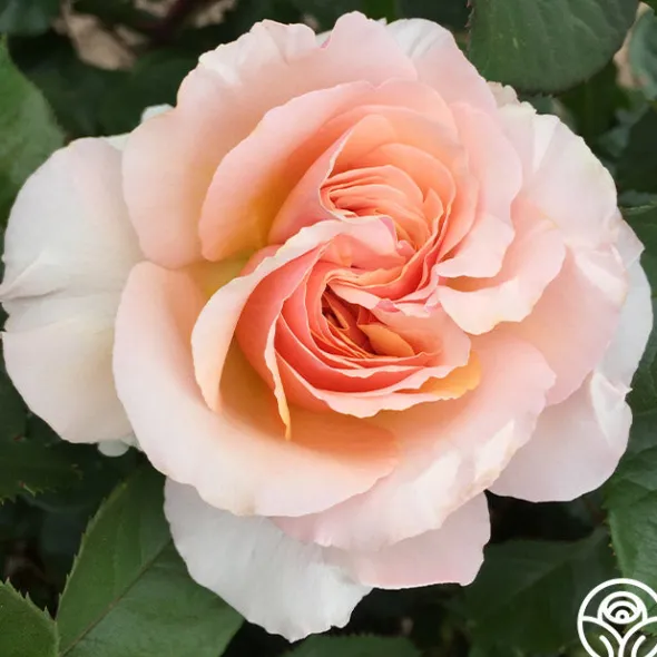 Heirloom Roses Lady Jane Grey™ Clearance