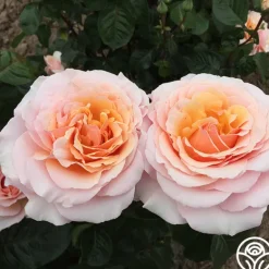Heirloom Roses Lady Jane Grey™ Clearance