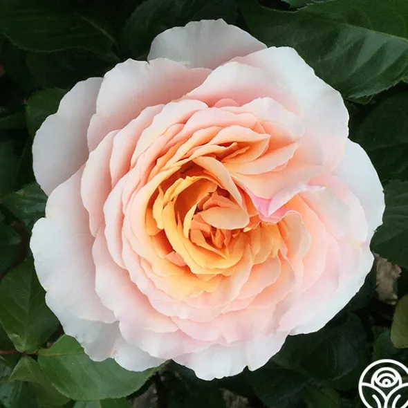 Heirloom Roses Lady Jane Grey™ Clearance
