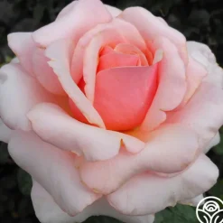 Heirloom Roses Lady Jane Grey™ Clearance