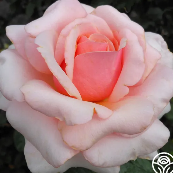Heirloom Roses Lady Jane Grey™ Clearance
