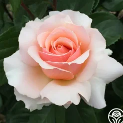 Heirloom Roses Lady Jane Grey™ Clearance