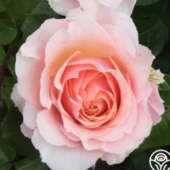 Heirloom Roses Lady Jane Grey™ Clearance
