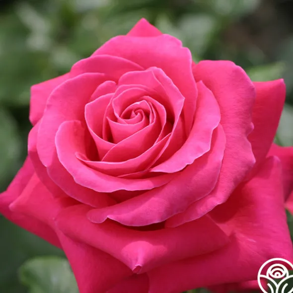 Heirloom Roses Lady Mitchell™ Online