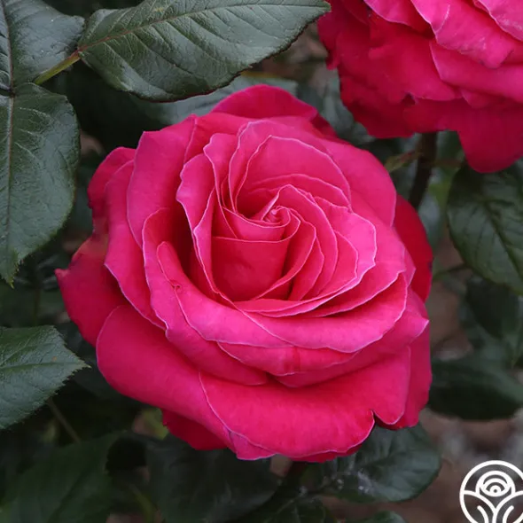 Heirloom Roses Lady Mitchell™ Online