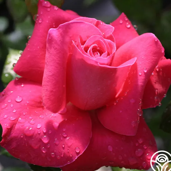 Heirloom Roses Lady Mitchell™ Online