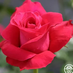 Heirloom Roses Lady Mitchell™ Online