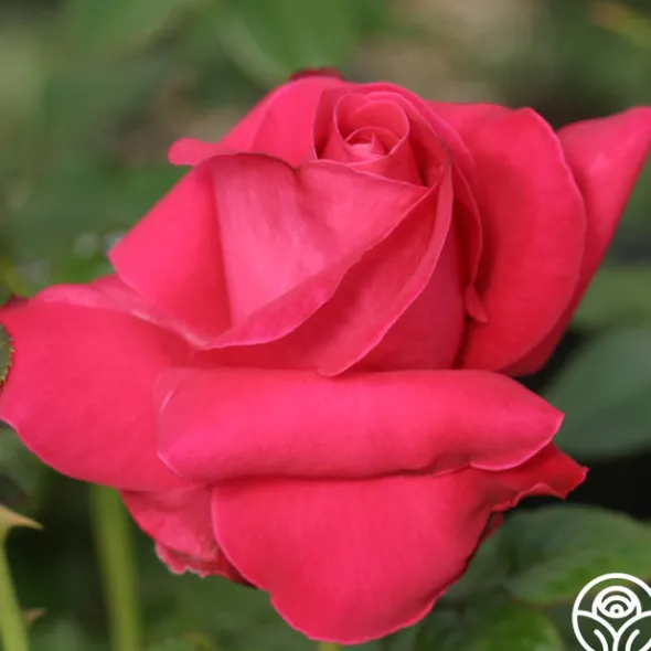 Heirloom Roses Lady Mitchell™ Online