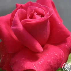 Heirloom Roses Lady Mitchell™ Online