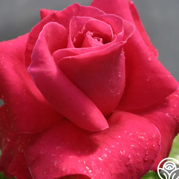Heirloom Roses Lady Mitchell™ Online