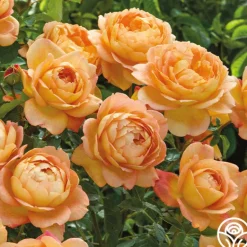 Heirloom Roses Lady Of Shalott Best