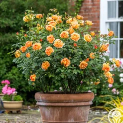 Heirloom Roses Lady Of Shalott Best