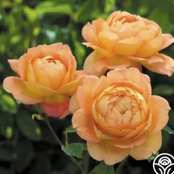Heirloom Roses Lady Of Shalott Best