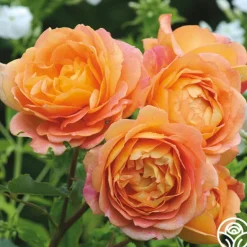 Heirloom Roses Lady Of Shalott Best