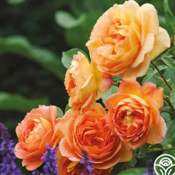 Heirloom Roses Lady Of Shalott Best