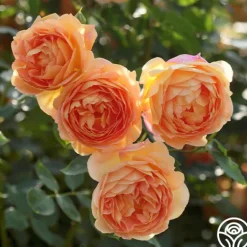 Heirloom Roses Lady Of Shalott Best