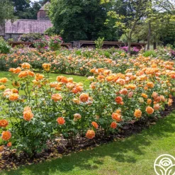 Heirloom Roses Lady Of Shalott Best