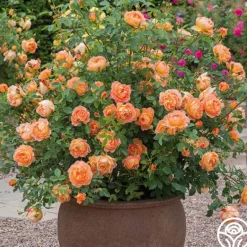 Heirloom Roses Lady Of Shalott Best