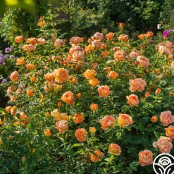 Heirloom Roses Lady Of Shalott Best