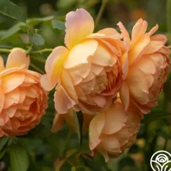 Heirloom Roses Lady Of Shalott Best