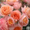 Heirloom Roses Lady Of The Mist™ Clearance