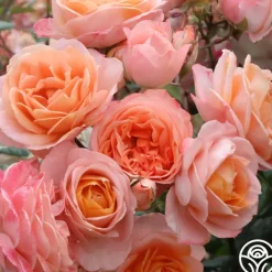 Heirloom Roses Lady Of The Mist™ Clearance