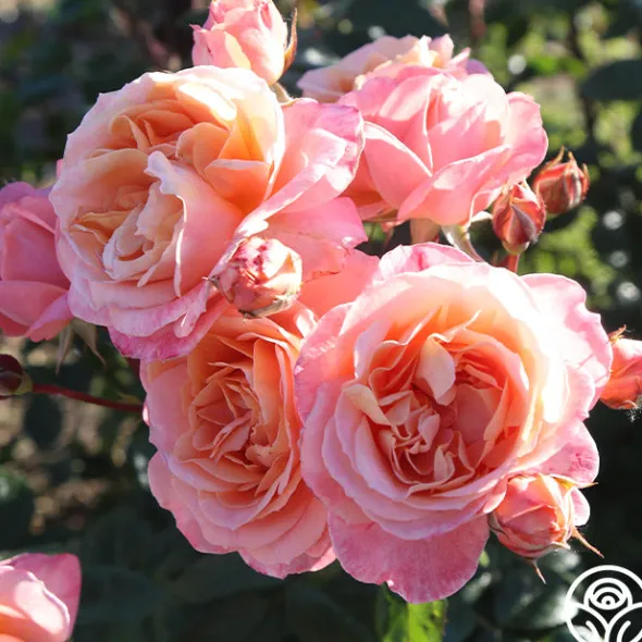 Heirloom Roses Lady Of The Mist™ Clearance