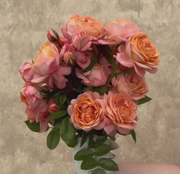 Heirloom Roses Lady Of The Mist™ Clearance