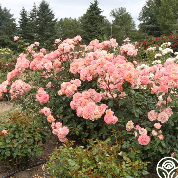 Heirloom Roses Lady Of The Mist™ Clearance