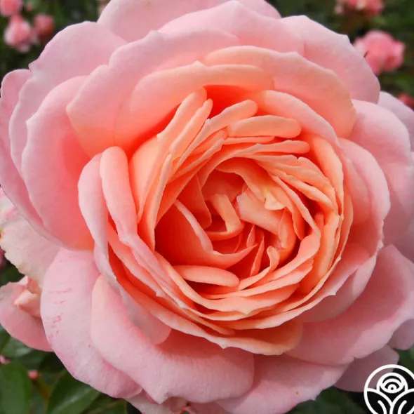 Heirloom Roses Lady Of The Mist™ Clearance
